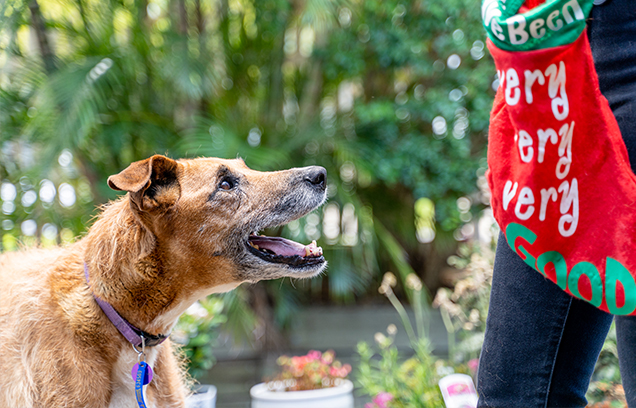 dog treats at christmas tips rspca